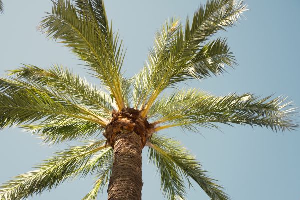 Palm Tree Pruning in Saint Cloud