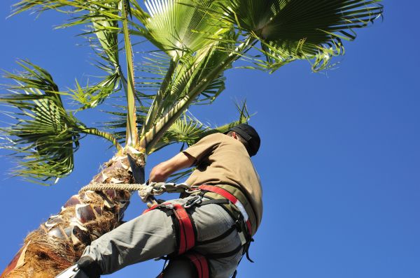 Palm Tree Trimming in Saint Cloud