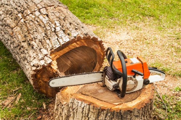 Tree Cutting Service in Saint Cloud