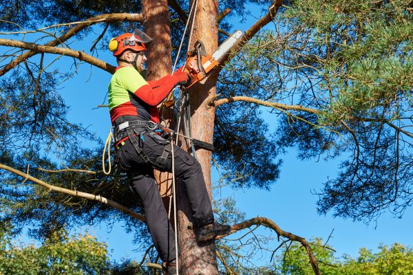 Tree Service in Saint Cloud