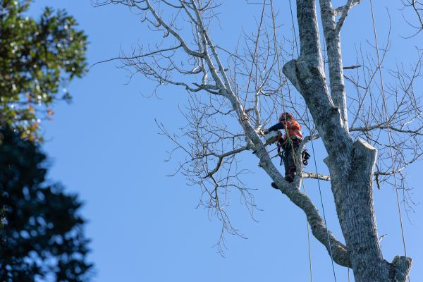 Tree Topping Service in Saint Cloud