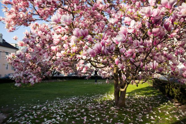 Ornamental Tree Pruning in Saint Cloud