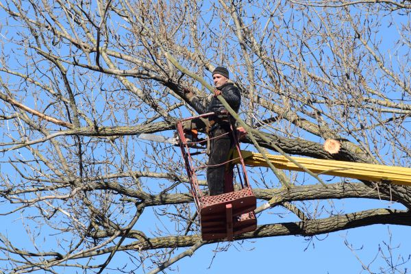 Emergency Tree Trimming in Saint Cloud