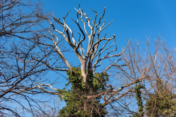 Deadwood Removal in Saint Cloud
