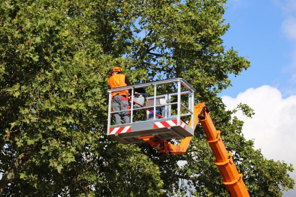 Commercial Tree Service in Saint Cloud