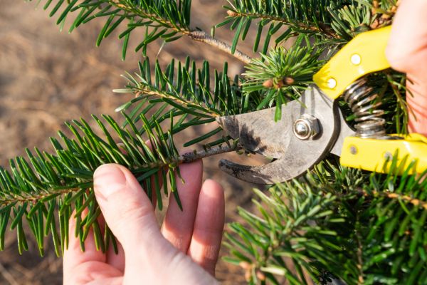 Pine Tree Pruning in Saint Cloud