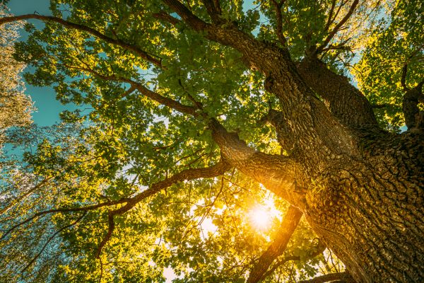 Oak Tree Pruning in Saint Cloud