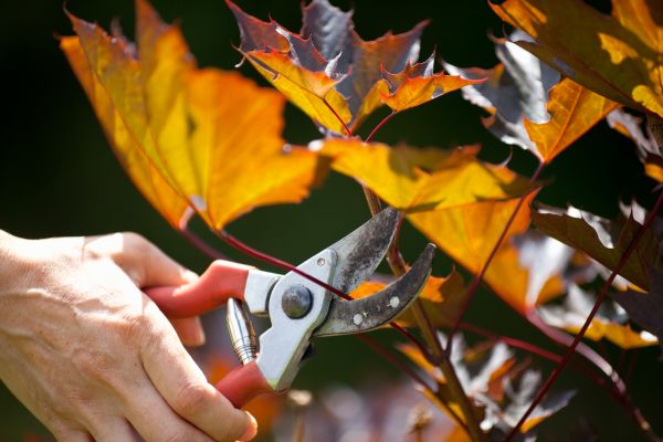 Maple Tree Pruning in Saint Cloud