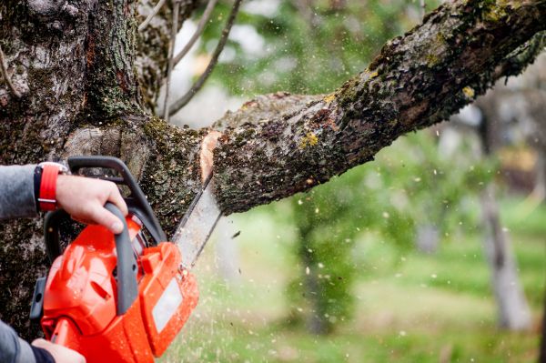 Tree Limbs Removal in Saint Cloud