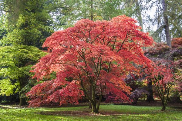 Japanese Maple Pruning in Saint Cloud