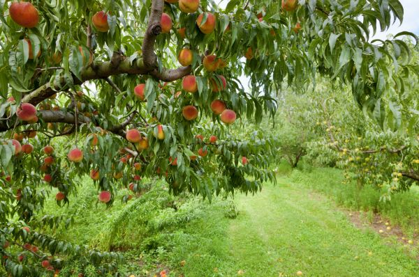 Peach Tree Pruning in Saint Cloud