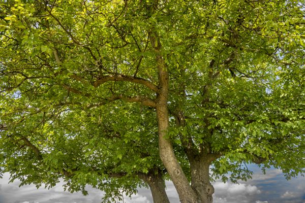 Walnut Tree Trimming in Saint Cloud