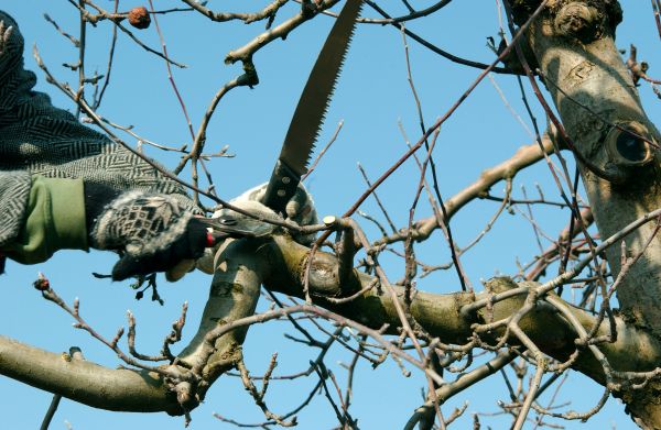 Apple Tree Maintenance