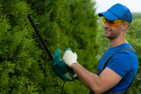 Tree Shaping Service in Saint Cloud
