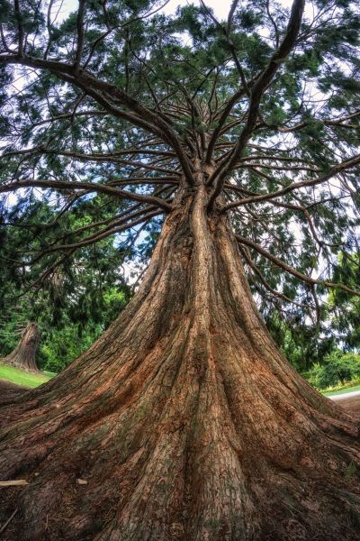 Cedar Tree Pruning in Saint Cloud