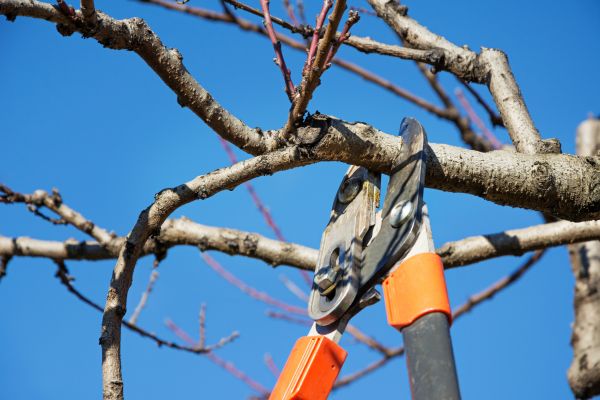 Peach Tree Trimming in Saint Cloud