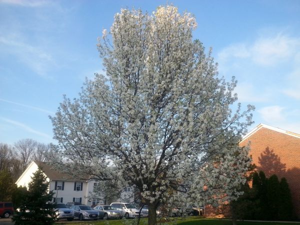 Bradford Pear Tree Pruning in Saint Cloud