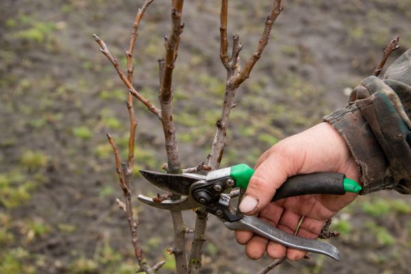 Pear Trees Pruning in Saint Cloud