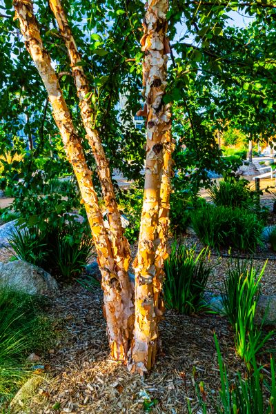 River Birch Trimming in Saint Cloud