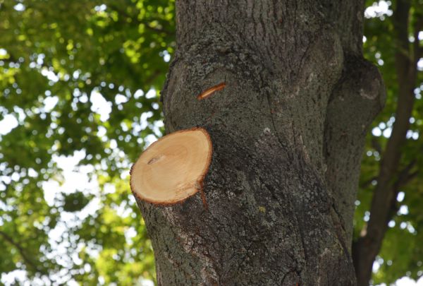 Limb Cutting in Saint Cloud