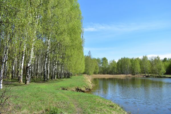 River Birch Pruning in Saint Cloud