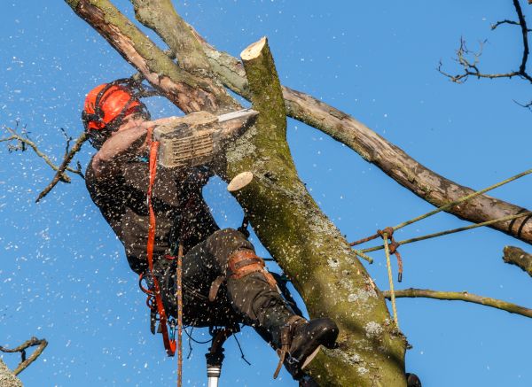 Tree Trimming Service in Saint Cloud