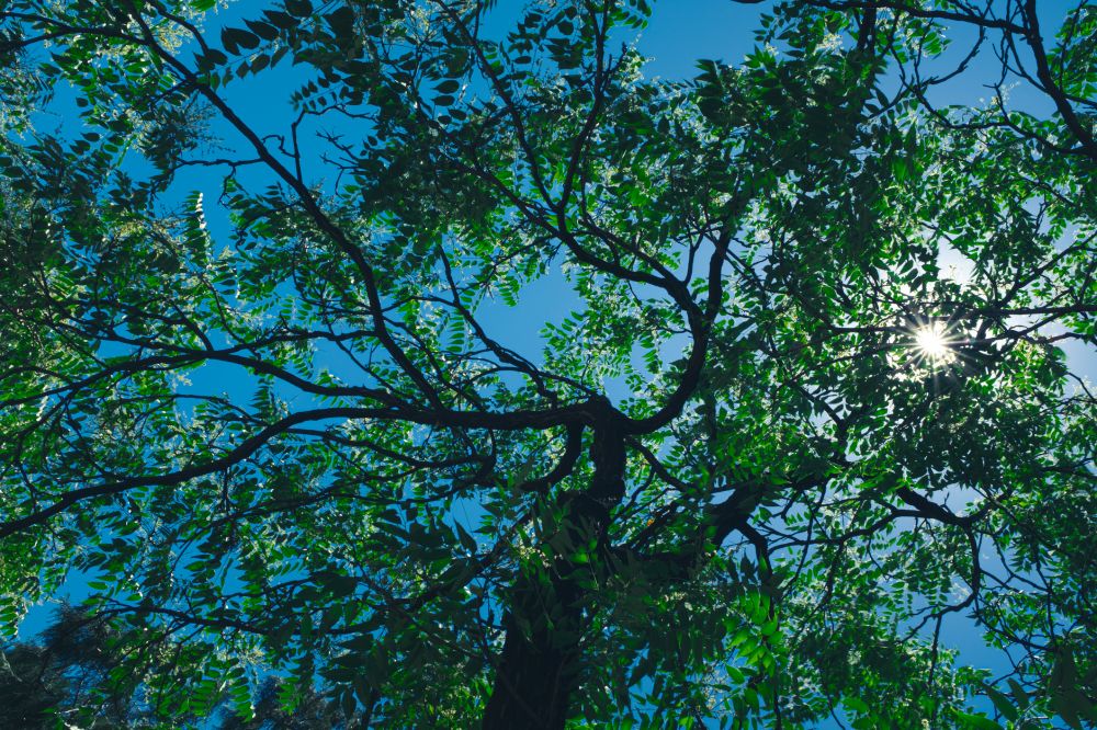 Tree Height Reduction