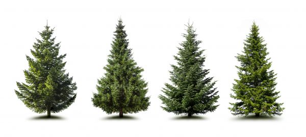 Cost of Pine Tree Trimming in Saint Cloud