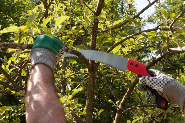 Apple Tree Trimming in Saint Cloud