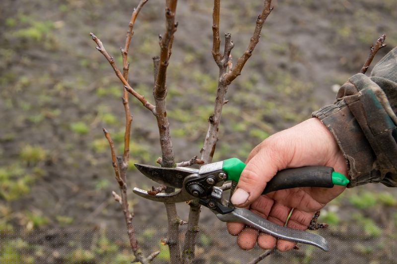 Bradford Pear Tree Pruning