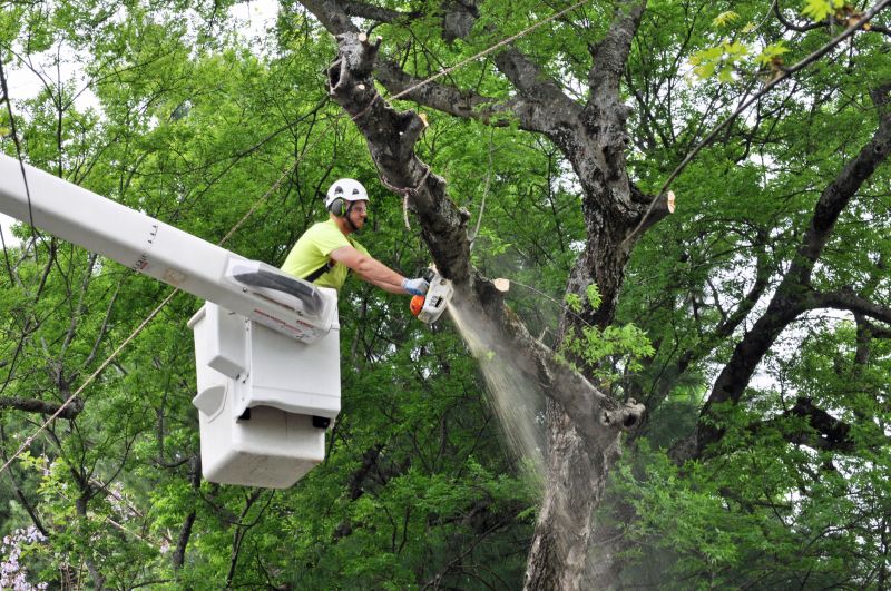 Tree Maintenance Equipment