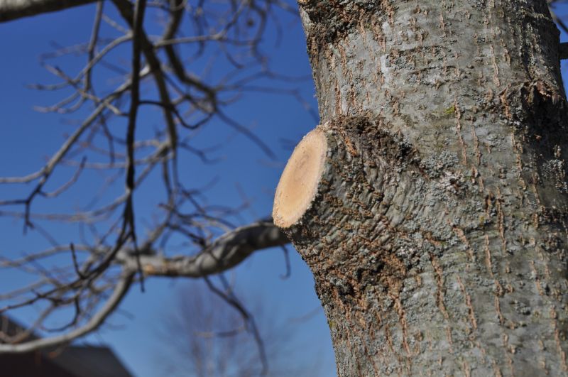 Structural Tree Pruning