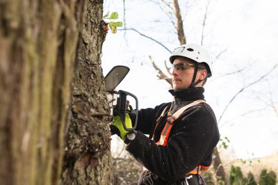 Safety-First Tree Trimming